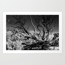 Dark Day Art Print | Blackandwhite, Joshuatree, Nationalpark, Drawing, Hiking 