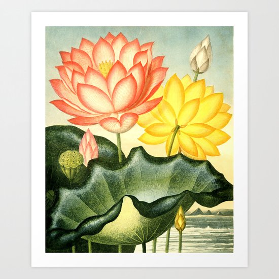 New Illustration Of The Sexual System : The Sacred Egyptian Bean Art Print