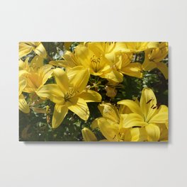 Yellow Lily Flowers Metal Print | Photo, Flowers, Lily, Yellow, Floral, Yellowflower, Flower, Fleur, Natural, Flowerslandscape 