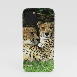 Two Cheetahs Lounging in Grass in Front of Log, Grunge Photograph iPhone Case