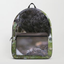 Watercolor Bird, Wild Mirriam's Turkey 162, Endovalley, RMNP, Colorado Backpack