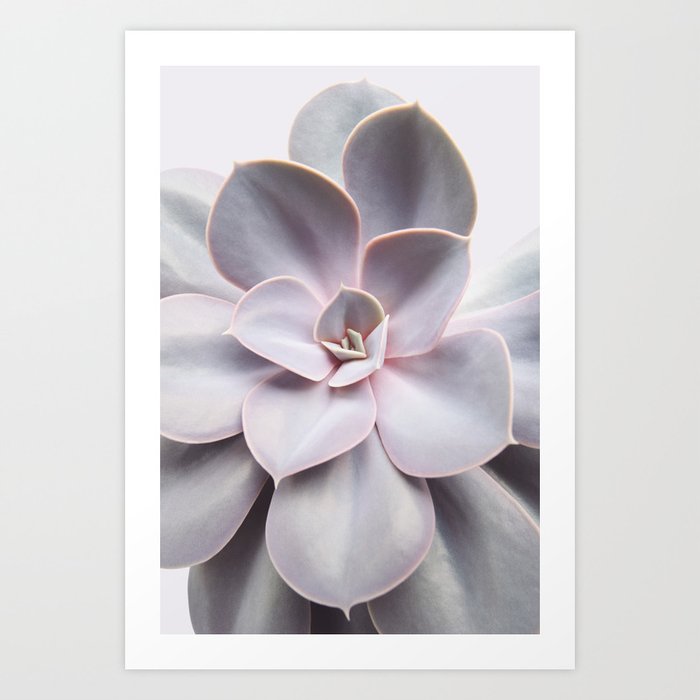 Succulent | Pink Cactus Photography | Plant World | Botanical  Art Print