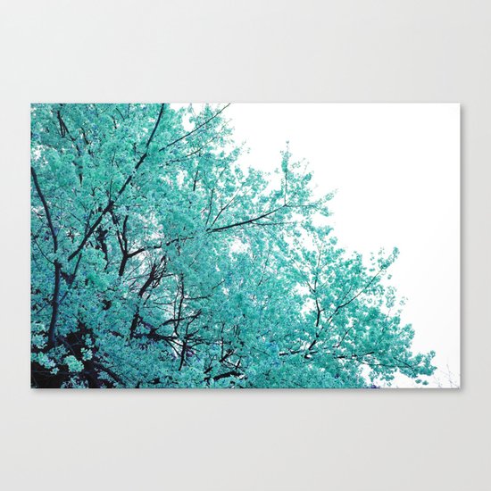 Turquoise Cherry Blossoms Canvas Print