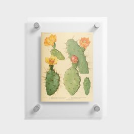 Prickly Pear Cactus Floating Acrylic Print