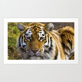 tiger face striped big cat Art Print