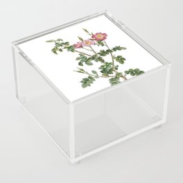 Vintage Prickly Sweetbriar Rose Botanical Illustration on Pure White Acrylic Box