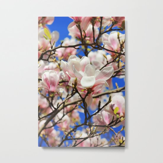 Magnolia. Metal Print