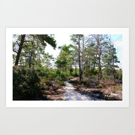 Sand pine scrub trail Art Print