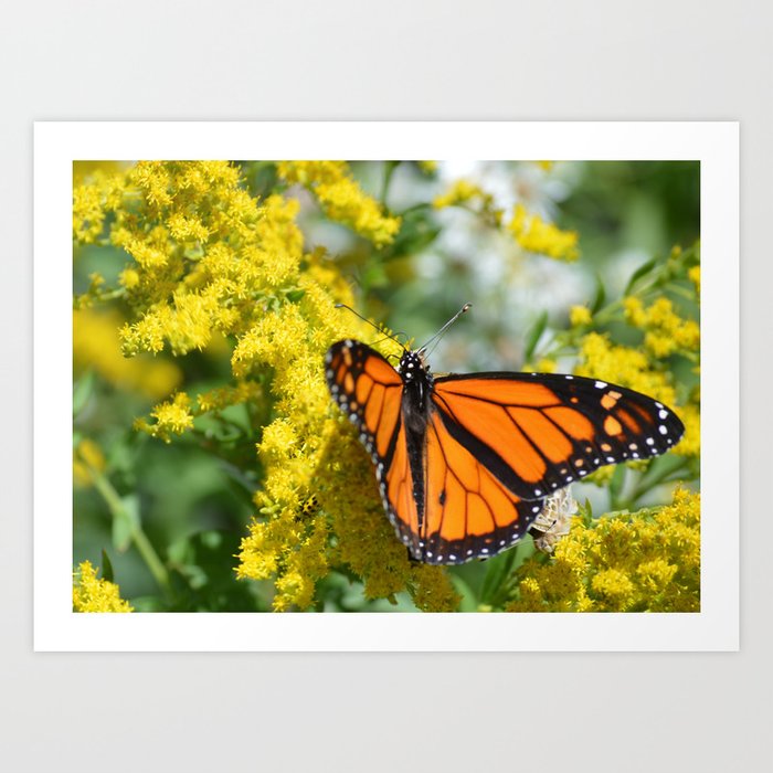Monarch Butterfly On Yellow Flowers Art Print By Ltaylordesigns