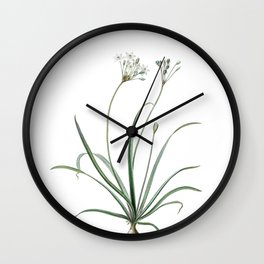 Vintage Allium Fragrans Botanical Illustration on Pure White Wall Clock