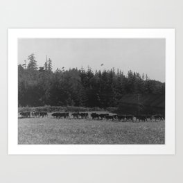 20 head of Herefords and 20 head of Angus Cattle at McNeil Island. NARA 299540 Art Print