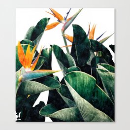 Paradise Bird, Nature Botanical Plant Floral, Tropical Garden Watercolor Painting Canvas Print