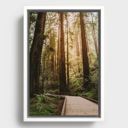 Muir Woods | California Redwoods Forest Nature Travel Photography Framed Canvas