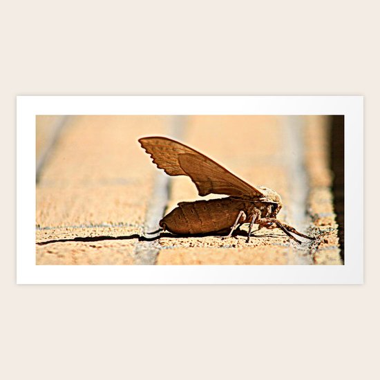 Bubble Blowing Moth Art Print