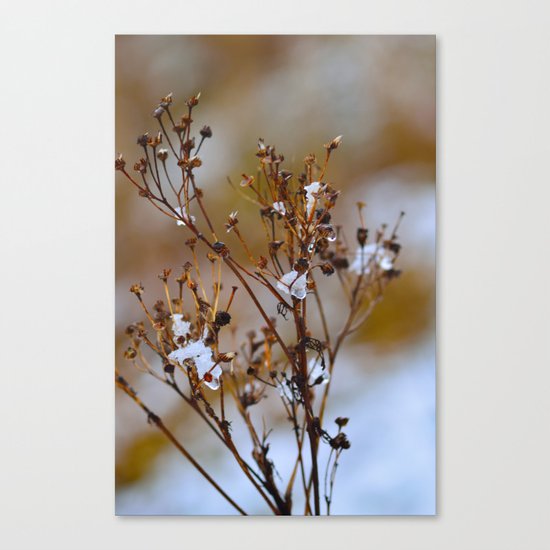 Frosty Days Canvas Print