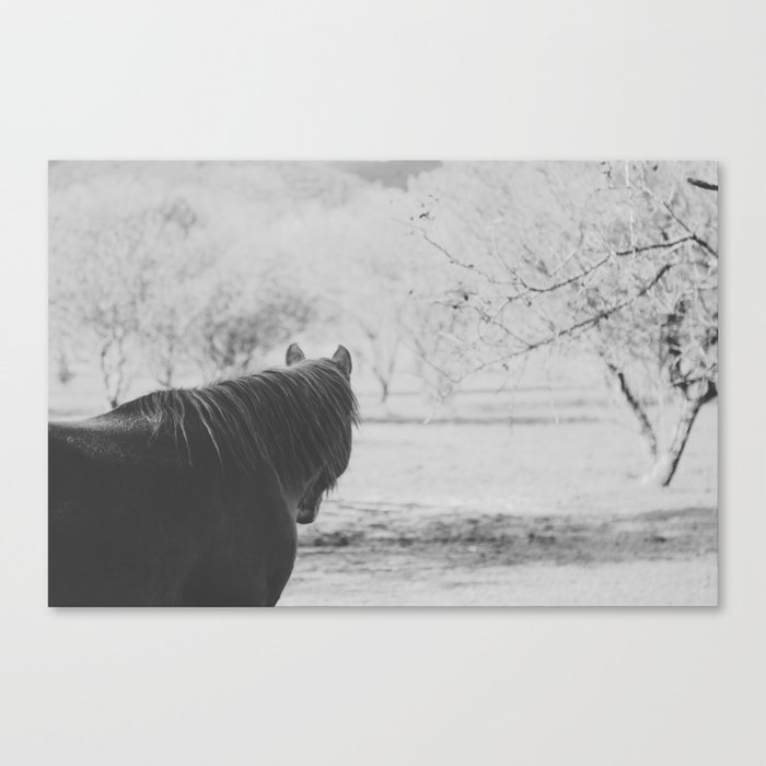Horse I _ Photography Canvas Print