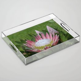 South Africa Photography - Beautiful Protea Plant Acrylic Tray