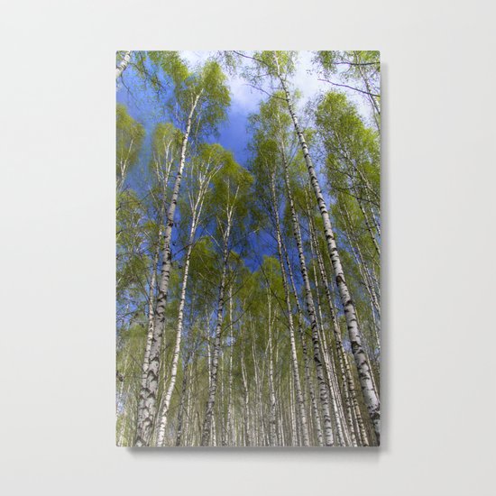 Birchwood#2 Metal Print