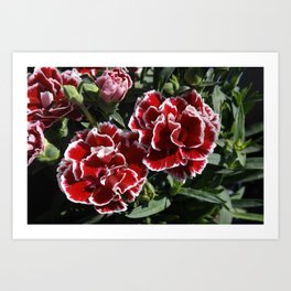 Carnations Swirls Art Print | Summerflowers, Photo, Flamencodancers, Color, Picoteeedges, Digital, Swirlsofflowers, Redcarnations 