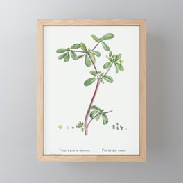 Portulaca Oleracea (Common Purslane) from Histoire des Plantes Grasses (1799) by Pierre-Joseph Redou Framed Mini Art Print