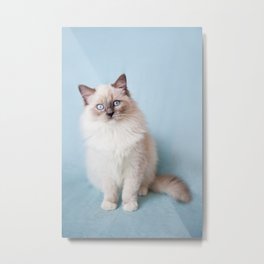 Blue eyed Ragdoll kitty sitting Metal Print