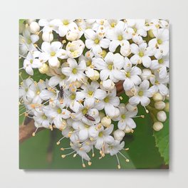 Insects on white wild flowers Metal Print | Flowers, Photo, Bugs, Spring, Insects, Botantics, Springgarden, Blooms, Wildflower, Minibeasts 