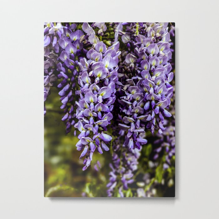 Wisteria Metal Print