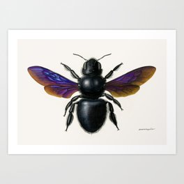 Violet carpenter bee (Xylocopa violacea) Art Print
