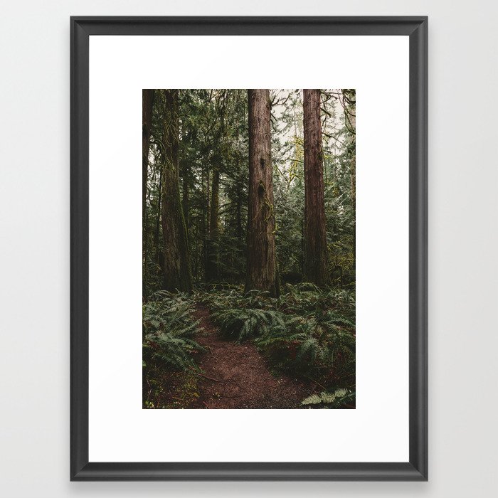 Old growth forest Framed Art Print