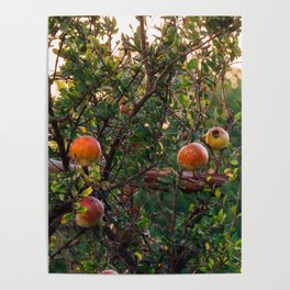 Pomengrenate Tree in Greece | Vintage Vibe Warm Colored Fine Art Photograph | Europe Summer on the Greek Islands Poster