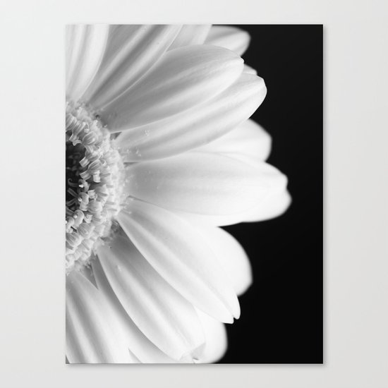 Gerbera Daisy Canvas Print