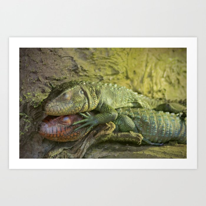 Lizards Art Print