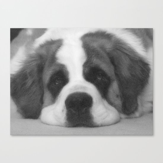 St. Bernard Portrait -- Black & White Canvas Print