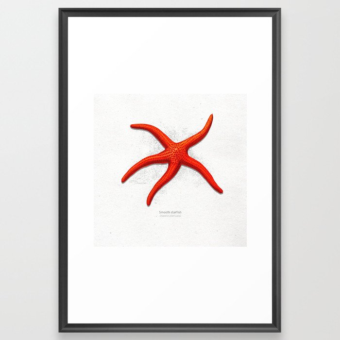 Smooth starfish scientific illustration art print Framed Art Print