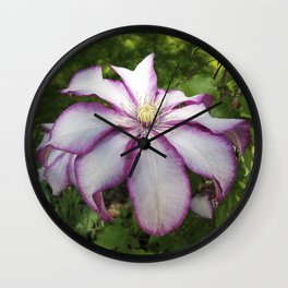 Clematis - Stunning two-tone flowers Wall Clock