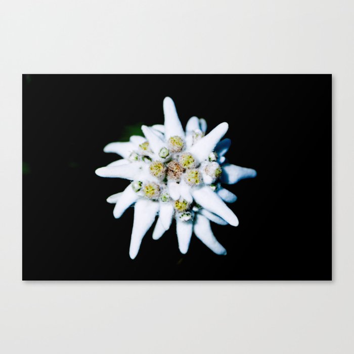 Edelweiss bloom Canvas Print