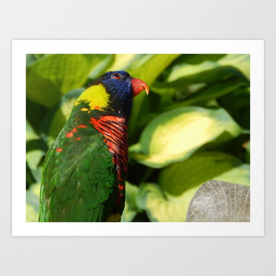 Lorikeet Art Print