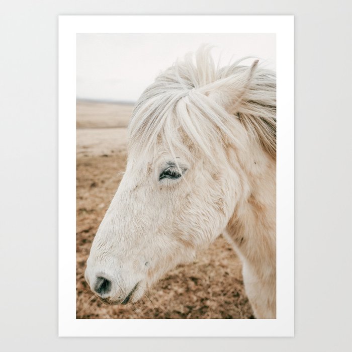 Wild Iceland Horse Art Print