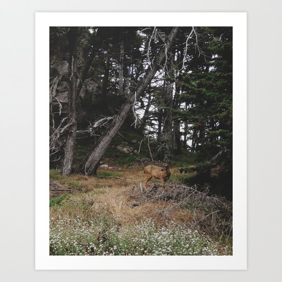 Lobos Deer Art Print