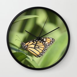 Mexico Photography - Beautiful Butterfly On A Plant Wall Clock