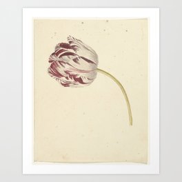 Red and white tulip, anonymous, 1700 - 1800 Art Print