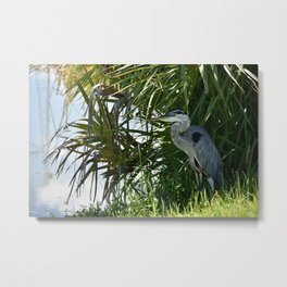 Shady Blue Heron Metal Print