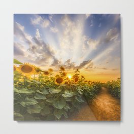 Path through the sunflower field Metal Print | Sky, Flora, Nature, Sunrays, Yellowflowers, Evening, Helianthusannuus, Idyllic, Summer, Flowers 