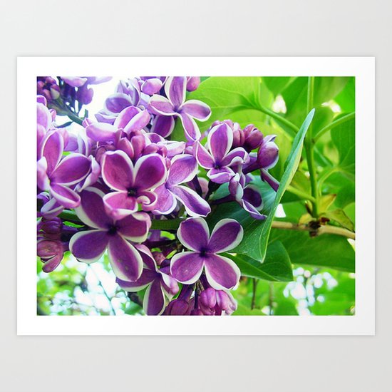 Lilac Love Art Print