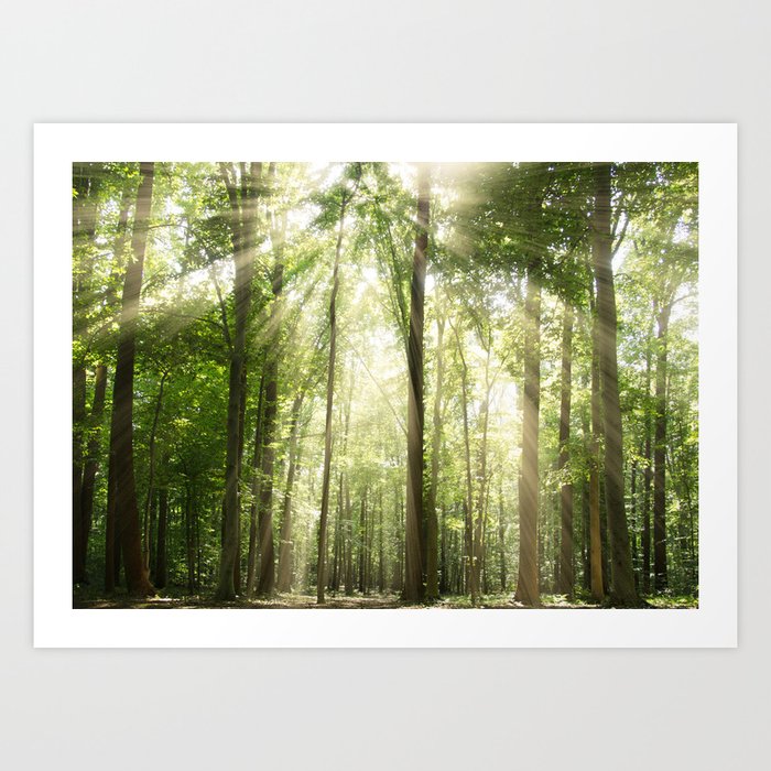 Sun Rays Through Forest Treetops Nature / Botanical Landscape Photograph Art Print