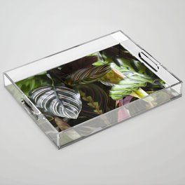 Prayer Plants V  |  The Houseplant Collection Acrylic Tray