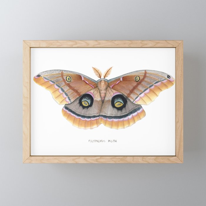 Polyphemus Moth Framed Mini Art Print