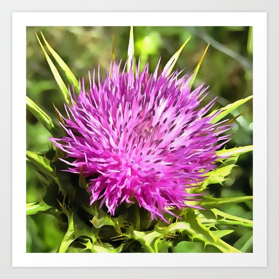 Purple Thistle Wildflower Art Print
