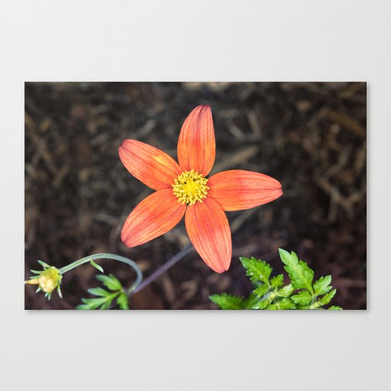 Orange flower Canvas Print