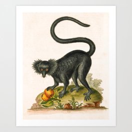 Black lemur by George Edwards, 1758 (benefiting The Nature Conservancy) Art Print